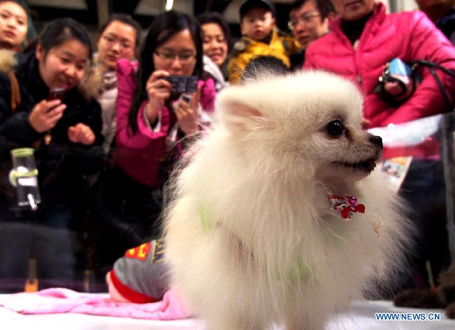 Photo prise le 3 mars 2013 montrant un chien lors de la 5e Foire d'animaux de compagnie de Shanghai