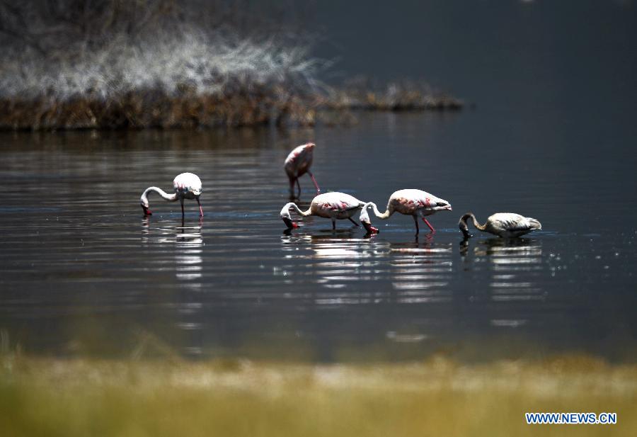 EN IMAGES: Lac Bogoria, un paradis pour des flamants (5)