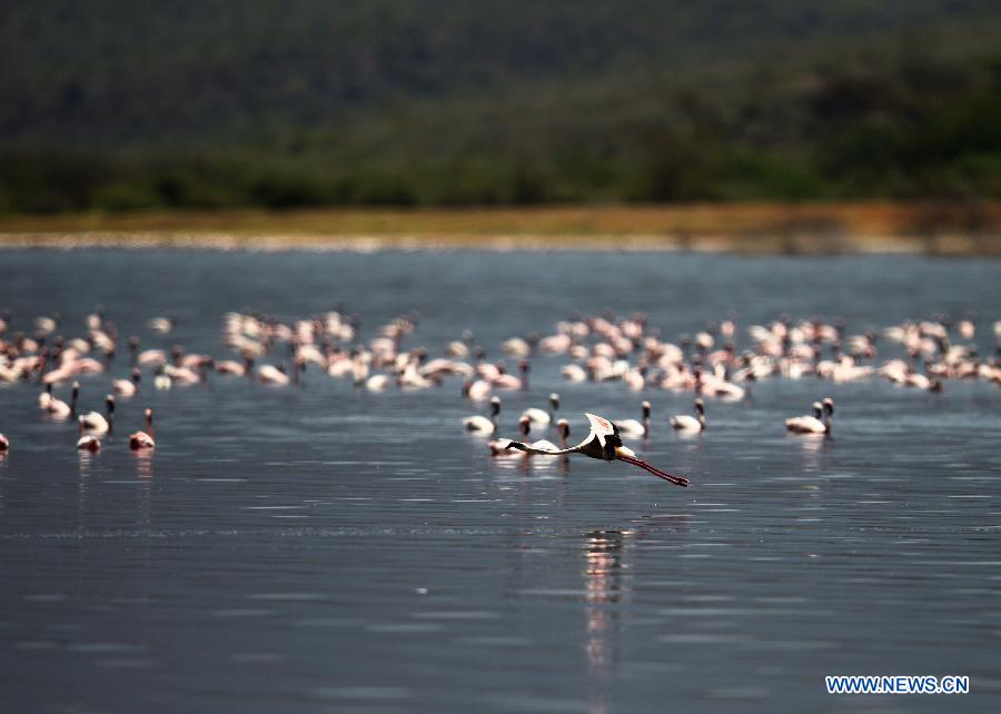 EN IMAGES: Lac Bogoria, un paradis pour des flamants (4)