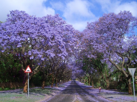 Le tunnel de Jacarandas, à Prétoria, en Afrique du Sud.