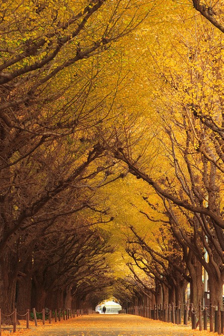 Un tunnel de ginkgos à Tokyo, au Japon.