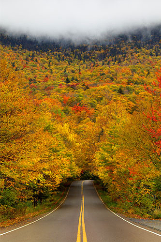 Un tunnel d'arbres en automne, aux États-Unis.