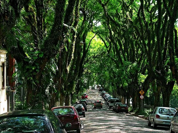 Un tunnel d'arbres à Porto Alegre, au Brésil
