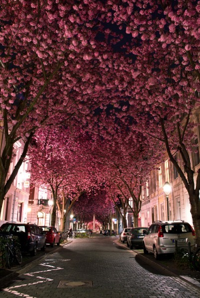 Le tunnel de sakura, à Bonn, en Allemagne