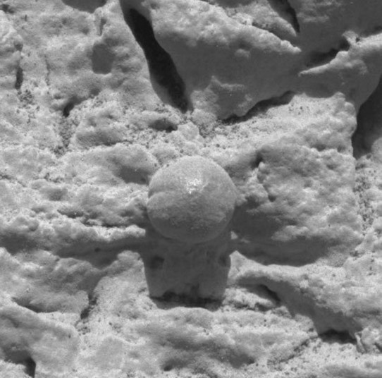 Une petite boule de pierre découverte dans le rocher baptisé El Capitan