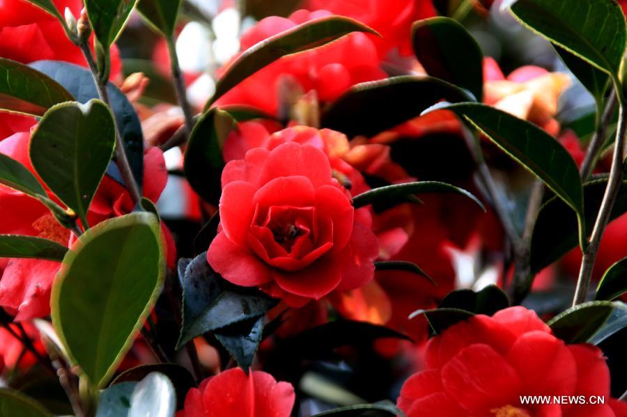 Des fleurs de camélia s'épanouissent dans la ville de Huangshan (6)