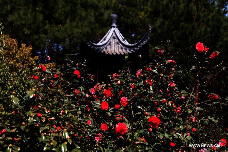 Des fleurs de camélia s'épanouissent, le 5 mars 2013, à Huangshan dans la province de l'Anhui de l'Est de la Chine. [Xinhua/Shi Guangde]