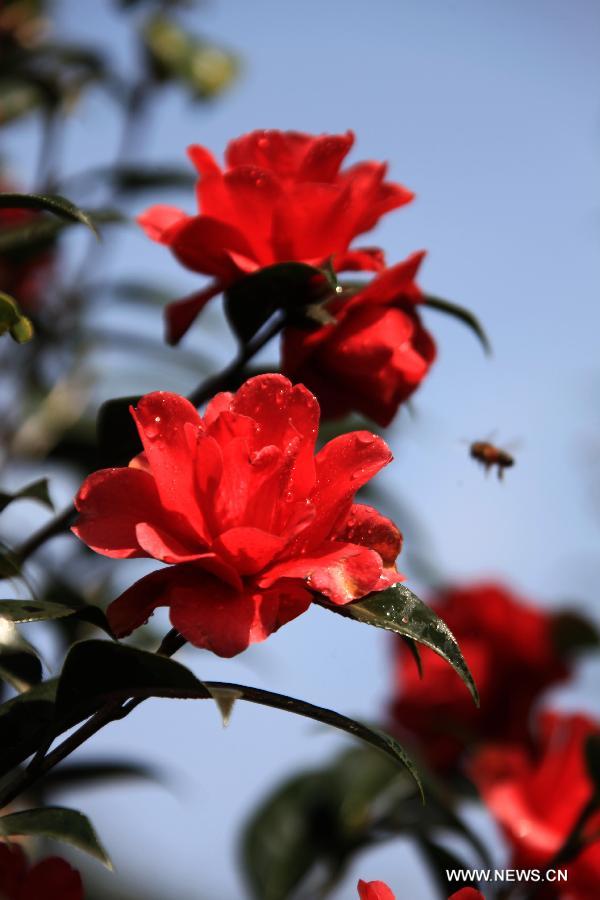 Des fleurs de camélia s'épanouissent, le 5 mars 2013, à Huangshan dans la province de l'Anhui de l'Est de la Chine. [Xinhua/Shi Guangde]