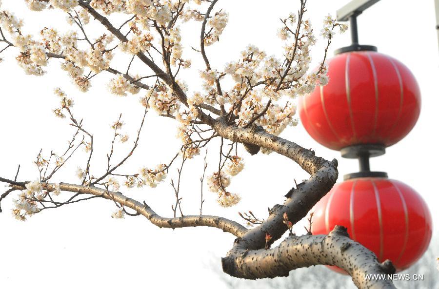 Des pruniers fleurissent, le 5 mars 2013, à Suzhou dans la province du Jiangsu de l'Est de la Chine. [Xinhua/ Wang Jianzhong]