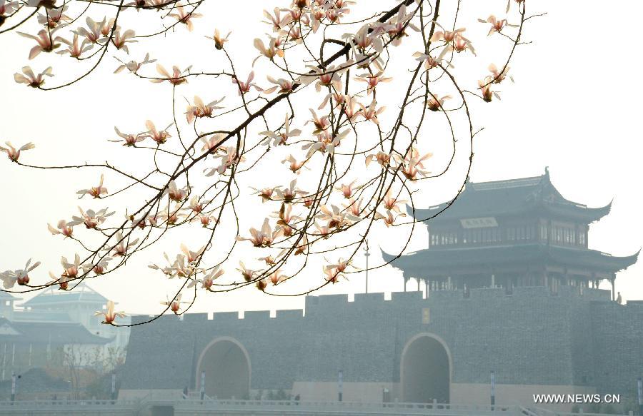 Le 5 mars 2013, des fleurs de magnolia s'épanouissent à Suzhou dans la province du Jiangsu de l'Est de la Chine. [Xinhua/ Wang Jianzhong]