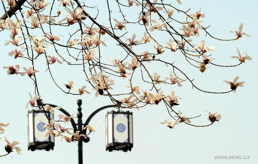 Le 5 mars 2013, des fleurs de magnolia s'épanouissent à Suzhou dans la province du Jiangsu de l'Est de la Chine. [Xinhua/ Wang Jianzhong]