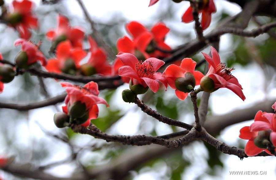 Le 6 mars 2013, des kapokiers fleurissent à Haikou, capitale de la province insulaire du Hainan du Sud de la Chine. [Xinhua/Zhao Yingquan]