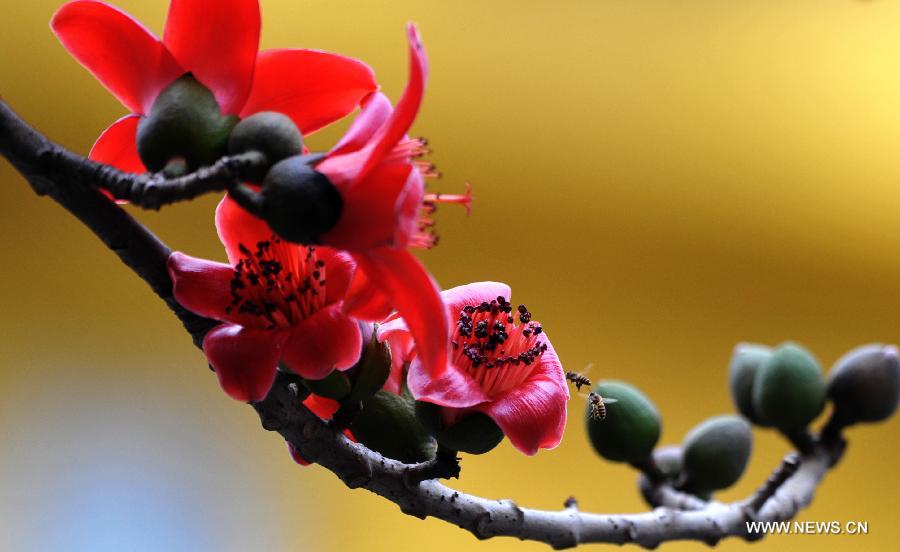 Le 6 mars 2013, des kapokiers fleurissent à Haikou, capitale de la province insulaire du Hainan du Sud de la Chine. [Xinhua/Zhao Yingquan]