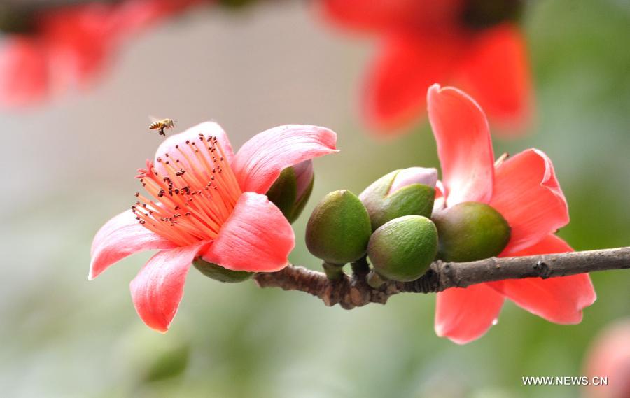 Le 6 mars 2013, des kapokiers fleurissent à Haikou, capitale de la province insulaire du Hainan du Sud de la Chine. [Xinhua/Zhao Yingquan]