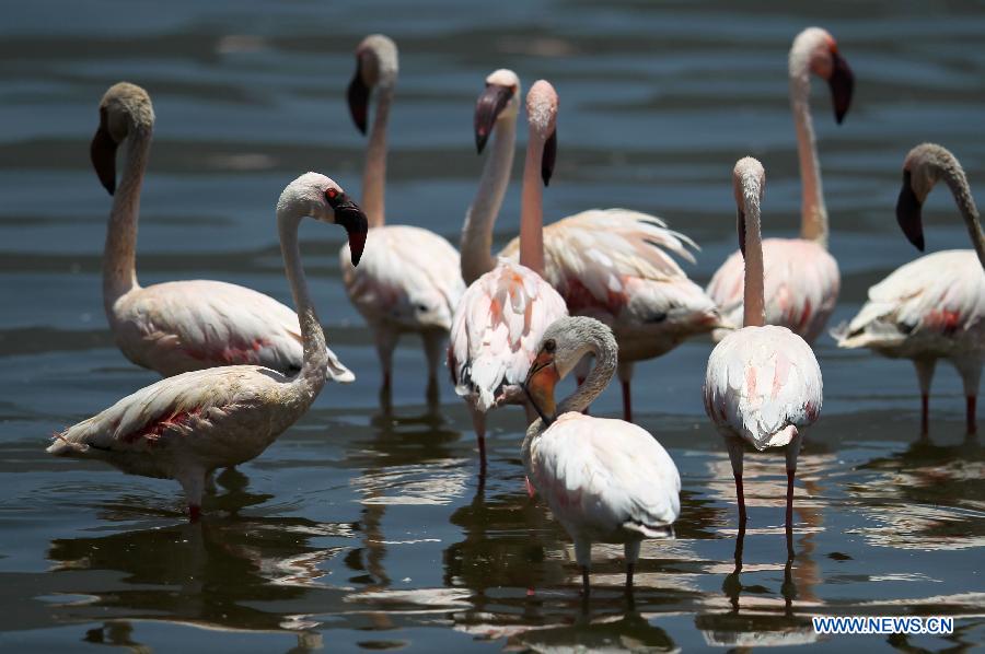 EN IMAGES: Lac Bogoria, un paradis pour des flamants