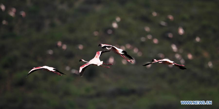 EN IMAGES: Lac Bogoria, un paradis pour des flamants (2)