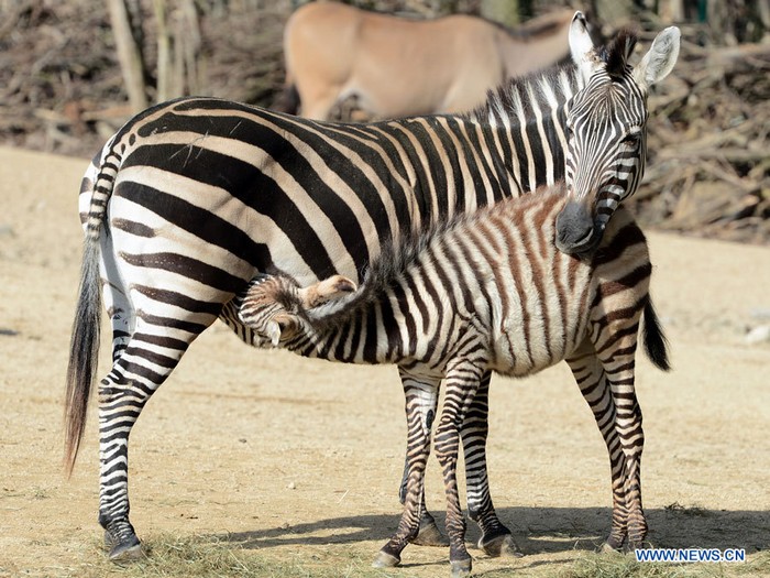 Des zèbres profitent du soleil au zoo de Hanovre, en Allemagne, le 6 mars 2013.