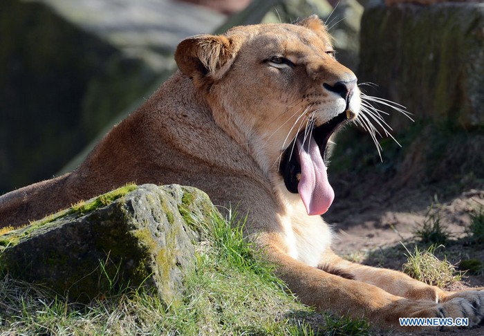 Un lion profite du soleil au zoo de Hanovre, en Allemagne, le 6 mars 2013.