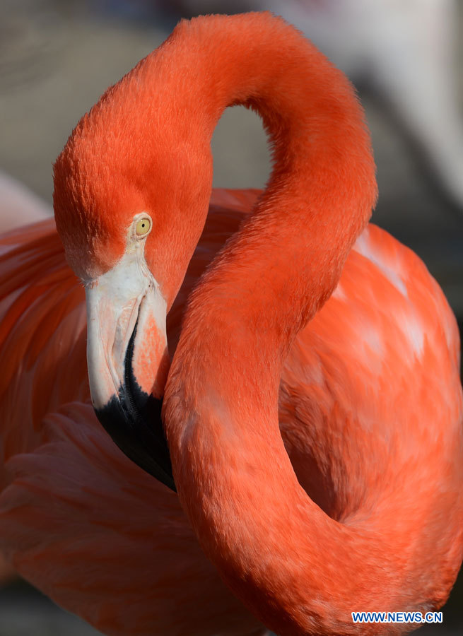 Un flamant profite du soleil au zoo de Hanovre, en Allemagne, le 6 mars 2013.