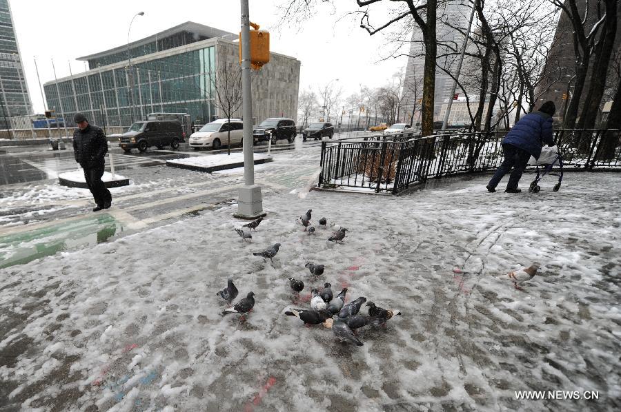 Des pigeons sur la neige à New York, aux Etats-Unis, le 8 mars 2013. La ville de New York a été frappée vendredi par une tempête de neige. (Photo : Niu Xiaolei)