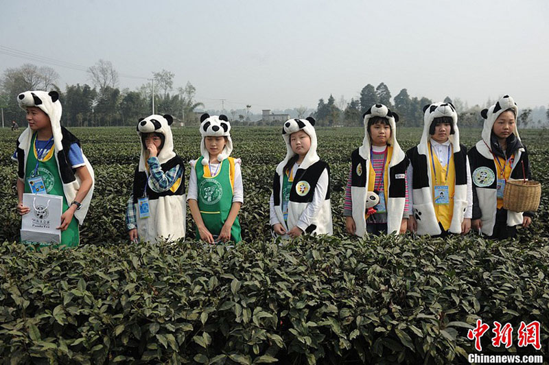 Cueillette du « thé du panda » (5)