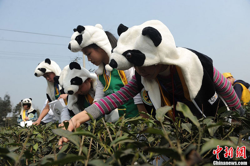 Cueillette du « thé du panda »