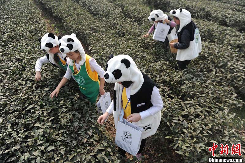 Cueillette du « thé du panda » (3)