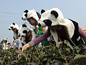Cueillette du « thé du panda »
