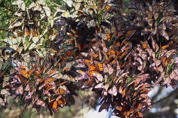 La migration de papillons monarques