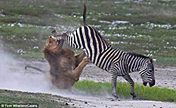 Combats spectaculaires entre animaux sauvages 