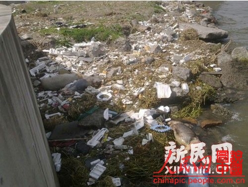 De nouvelles carcasses de porcs retrouvées flottant sur le Huangpu (6)
