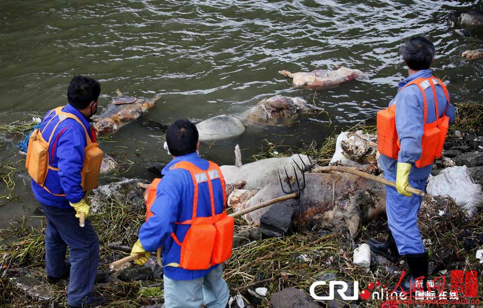 De nouvelles carcasses de porcs retrouvées flottant sur le Huangpu (5)