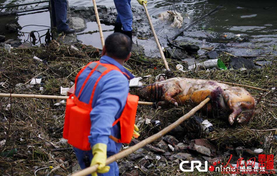 De nouvelles carcasses de porcs retrouvées flottant sur le Huangpu (4)