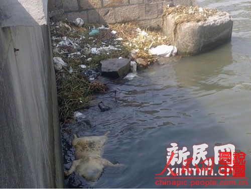 De nouvelles carcasses de porcs retrouvées flottant sur le Huangpu (3)