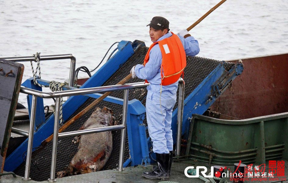 De nouvelles carcasses de porcs retrouvées flottant sur le Huangpu