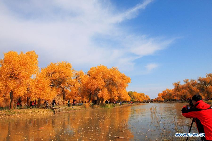 Photo prise le 3 octobre 2012 montrant des paysages de peupliers de l'Euphrate dans la bannière d'Ejina de la région autonome de Mongolie intérieure (nord de la Chine)