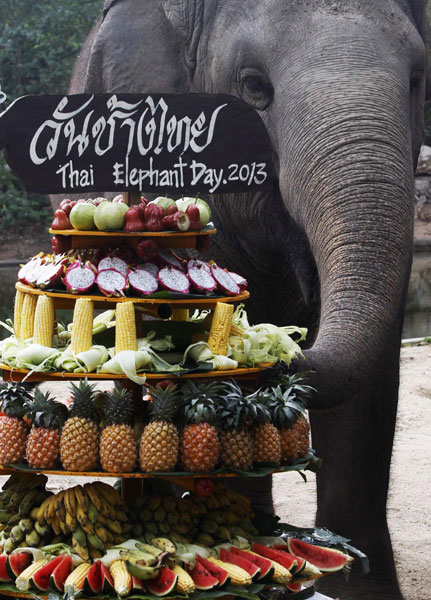 Un éléphant attrape les fruits qui lui sont offerts lors de la Journée Nationale des Eléphants au zoo ouvert de Khao Kheow, dans la Province de Chonburi, à l'est de Bangkok, le 13 mars 2013. [Photo / Agences]