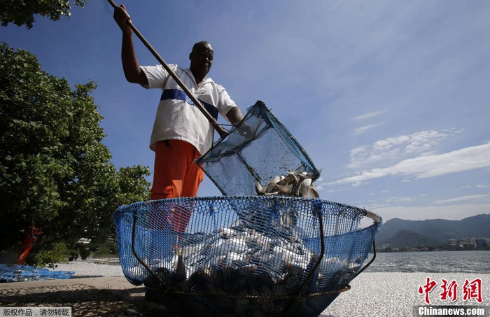 Brésil : mort de poissons en masse dans un lac à Rio (4)