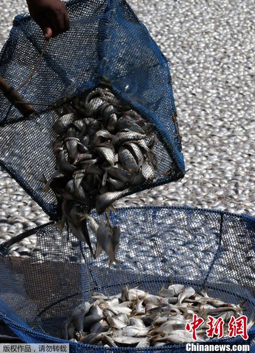 Brésil : mort de poissons en masse dans un lac à Rio (3)