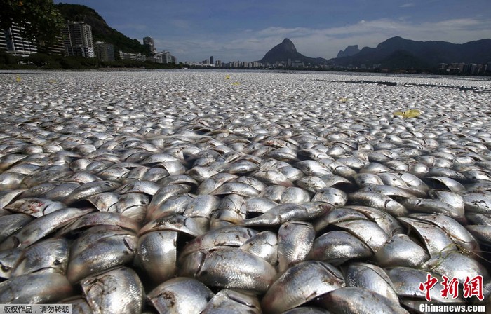 Brésil : mort de poissons en masse dans un lac à Rio