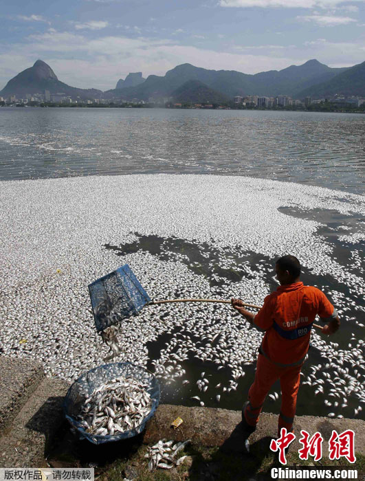 Brésil : mort de poissons en masse dans un lac à Rio (2)