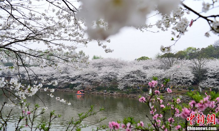 Les cerisiers en fleur à Changsha (2)