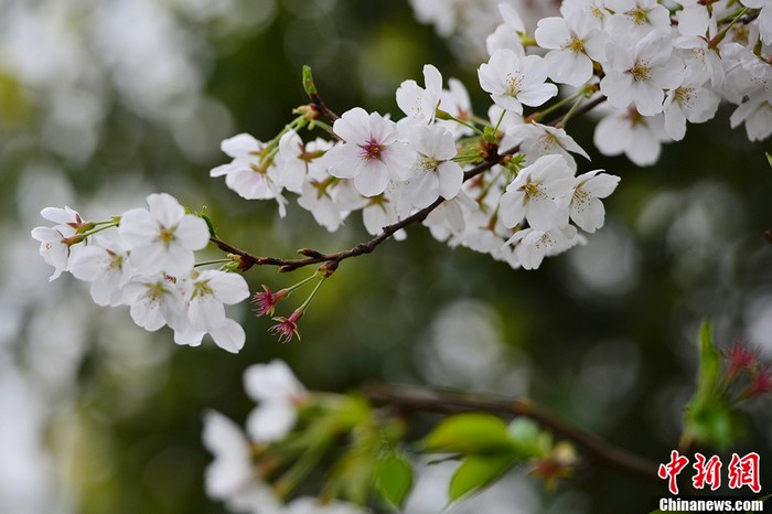 Les cerisiers en fleur à Changsha (8)