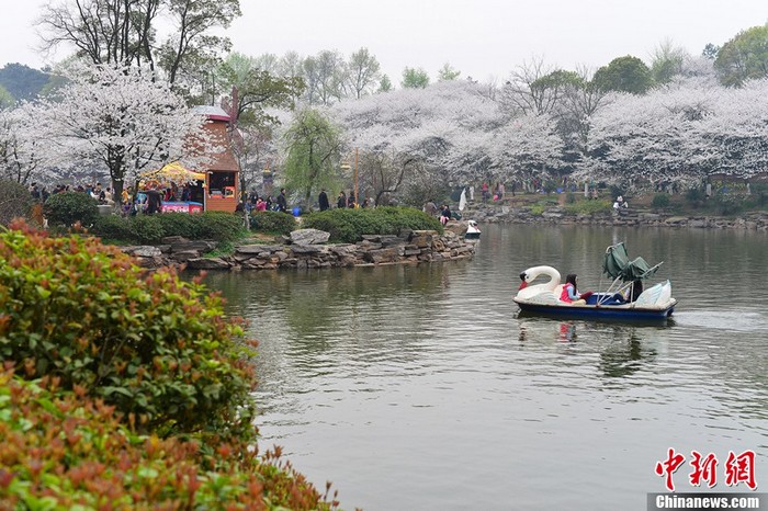 Les cerisiers en fleur à Changsha (3)