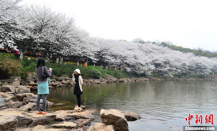 Les cerisiers en fleur à Changsha (4)