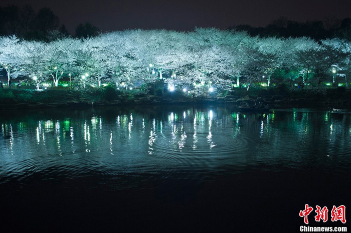 Les cerisiers en fleur à Changsha (7)