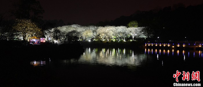 Les cerisiers en fleur à Changsha (6)