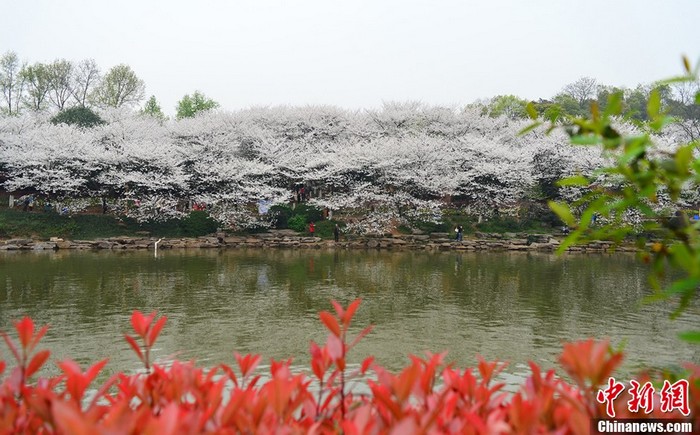 Les cerisiers en fleur à Changsha (5)