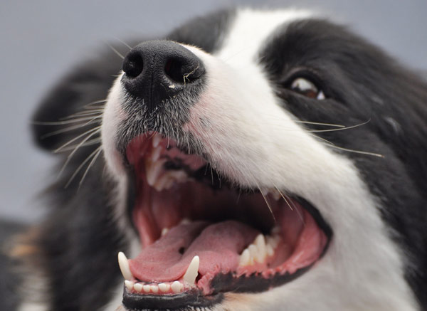 Un chien de berger montre ses dents lors d'un concours de beauté canine, le 17 mars 2013. [Photo / Asianewsphoto]
