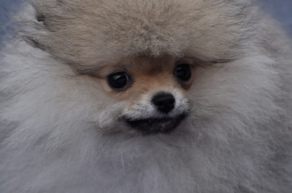 Un chien participe à un concours de beauté canine à Nanning, le 17 mars 2013. [Photo / Asianewsphoto]